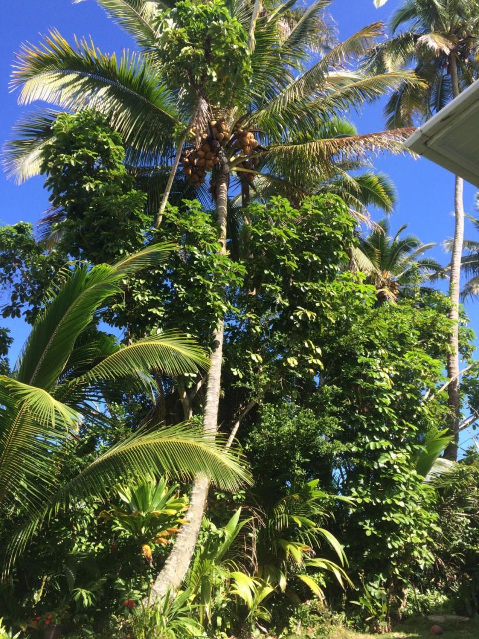 Hilo Bay Oceanfront Bed And Breakfast Exterior photo