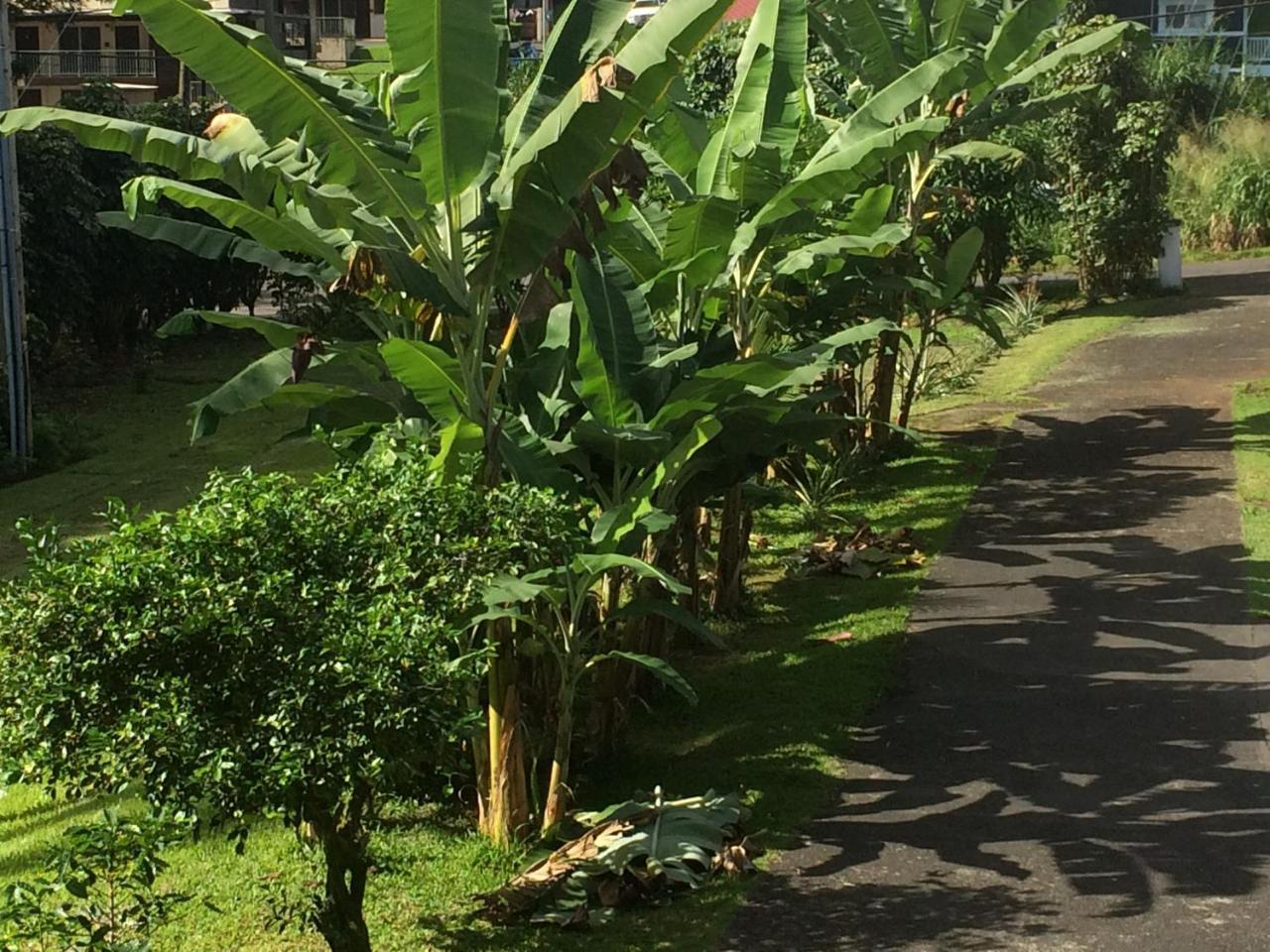 Hilo Bay Oceanfront Bed And Breakfast Exterior photo